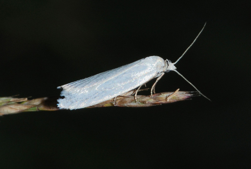 Tortricidae da conf.